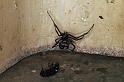 Latrodectus_hasselti_D3588_Z_78_Nyang Station_Australie